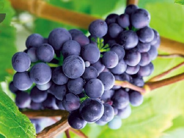 Mộng mị thấy quả nho trên cây