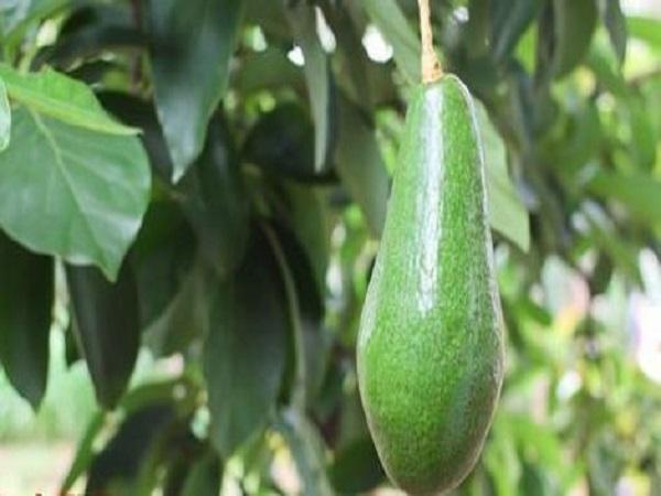 Mê thấy quả bơ trên cây