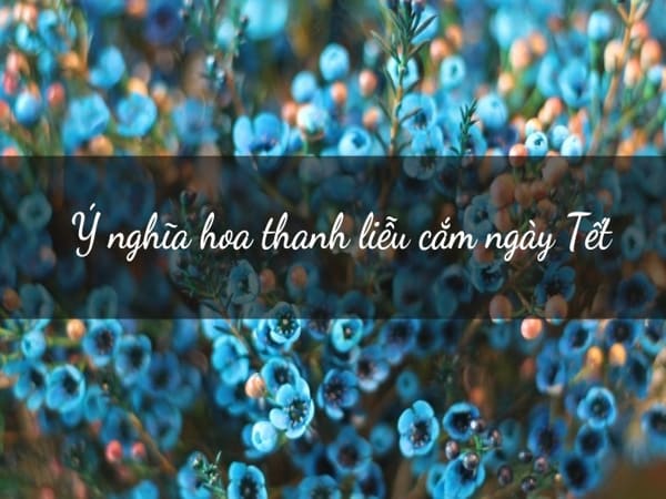 Tìm hiểu ý nghĩa của hoa thanh liễu cắm ngày tết