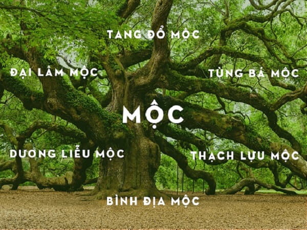 Tổng quan về mệnh Mộc