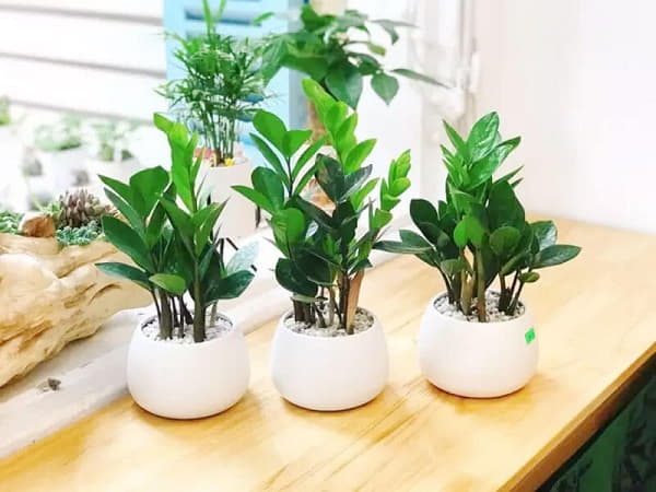 Mệnh Hỏa nên trồng cây kim tiền trong nhà