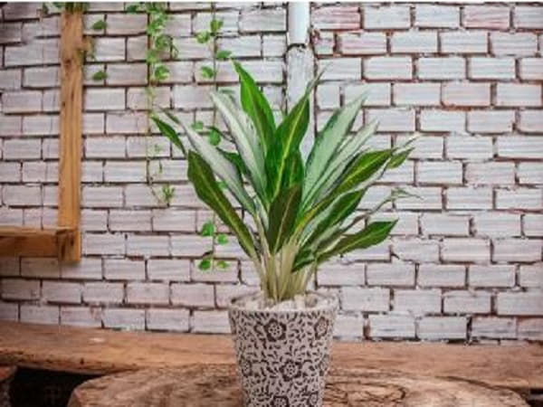 Mệnh Kim nên trồng cây Bạch Mã Hoàng Tử trong nhà