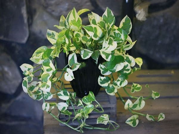 Mệnh Kim nên trồng cây Trầu Bà Cẩm Thạch trong nhà