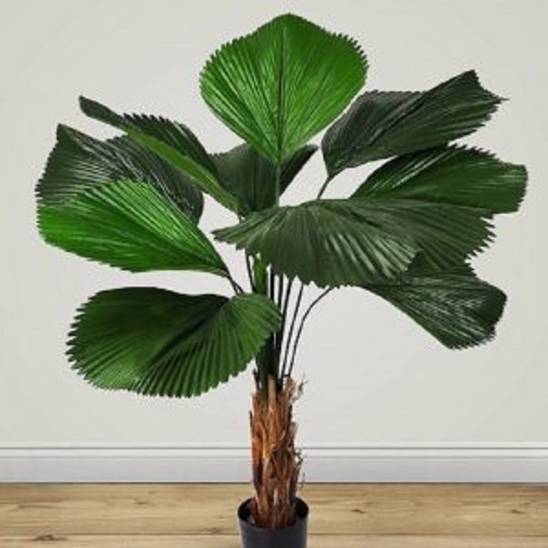 Người mệnh Mộc nên trồng cây Cọ Nhật trong nhà