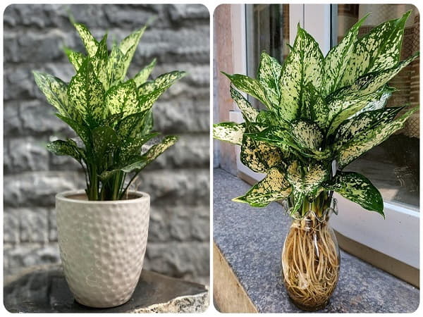 Người mệnh Thủy nên trồng cây Ngọc Ngân trong nhà