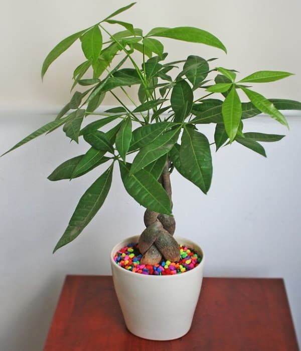 Người mệnh Thổ nên trồng cây Kim Ngân trong nhà