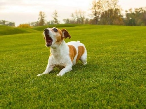 Chó sủa nhiều là điềm gì trong quan niệm dân gian?