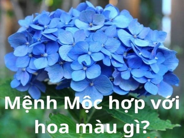 Tổng quan về người mệnh Mộc và ý nghĩa của việc chọn hoa hợp mệnh