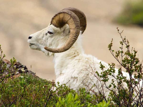 Con số tài lộc tuổi Tân Mùi ngày 6/3 theo trạng thái cảm xúc